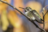 Costas Hummingbird 112015_MG_5503 