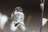 Costas Hummingbird 112415_MG_6381 