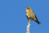 white-winged crossbill 010916_MG_0818 