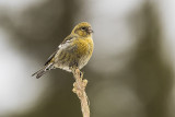 white-winged crossbill 032716_MG_1795 