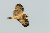 short-eared owl 032616_MG_0423 