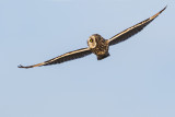 short-eared owl 032616_MG_0561 