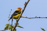 western tanager 051116_MG_6687 
