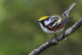 chestnut-sided warbler 061116_MG_6474 