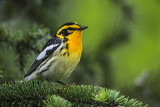 blackburnian warbler 061216_MG_8673 