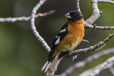 black-headed grosbeak 062616_MG_3867 