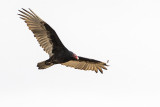 turkey vulture 091116_MG_9084 