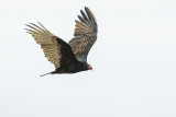 turkey vulture 091116_MG_9118 