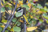 black-throated gray warbler 091616_MG_2112 