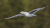 glaucous-winged gull 091716_MG_3291