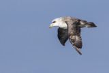 northern fulmar 091816_MG_4215 