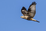 rough-legged hawk 111316_MG_1034 