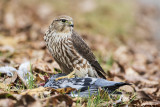 merlin 111716_MG_1700 