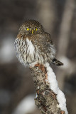 northern pygmy owl 010817_MG_6571 