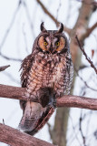 long-eared owl 021017_MG_2286 