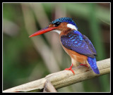 Malachite Kingfisher, Lake Mburo, Uganda