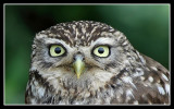 Little Owl 