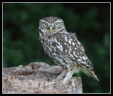 Little Owl 