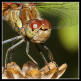 Common Darter Dragonfly 