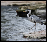 Grey Heron 