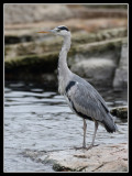 Grey Heron 