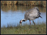 Common Crane