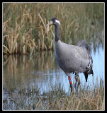 Common Crane 