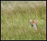 A cub in the grass