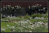 White Garden, Barrington Court