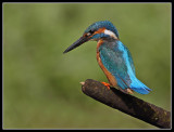 Male kingfisher