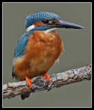 Portrait of male kingfisher