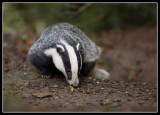 Emerging from the sett