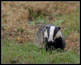 Badger