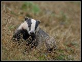 Smiling badger 
