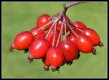 Rose Hips 