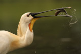 Lepelaar - Spoonbill