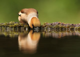 Appelvink - Hawfinch