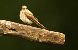 Grauwe Vliegenvanger - Spotted Flycatcher