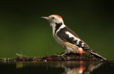 Middelste Bonte Specht - Middle Spotted Woodpecker