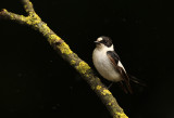 Withalsvliegenvanger - Collared Flycatcher