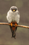 Roodpootvalk - Red-footed Falcon