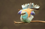 Cuckoos/Bee-eaters/Rollers