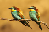 Bijeneter - Bee-eater