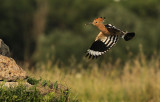 Hop - Hoopoe