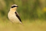 Tapuit - Wheatear