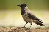 Bonte Kraai - Hooded Crow