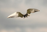 Witwangstern - Whiskered Tern