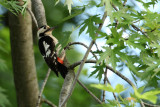 Syrische Bonte Specht - Syrian Woodpecker