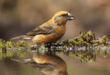 Kruisbek - Crossbill