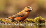 Kruisbek - Crossbill